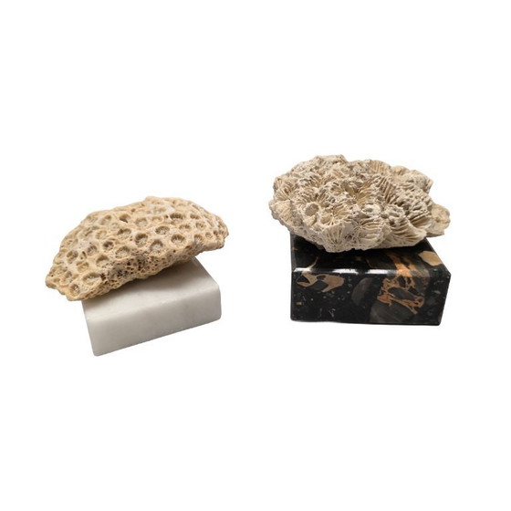 Image 1 of Antiek Koraal Op Marmeren Voetjes, Begin 20e Eeuw