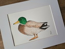 Watercolor painting duck drake | Including frame