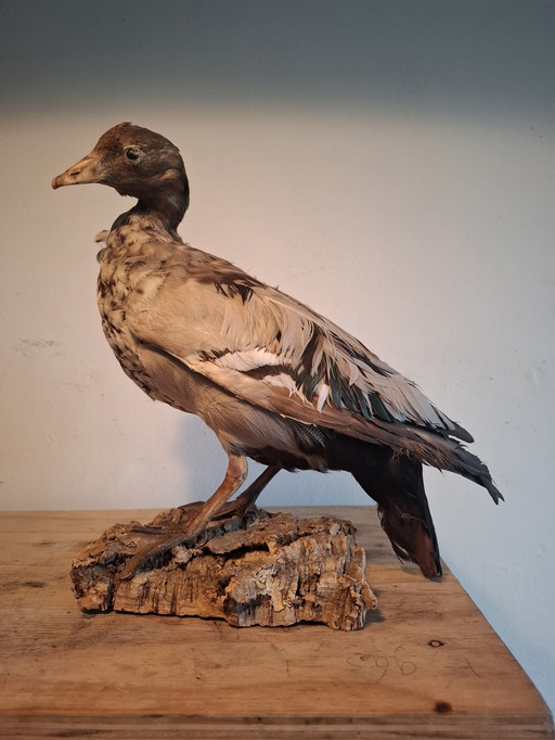 Oie naine empaillée - Taxidermie ancienne