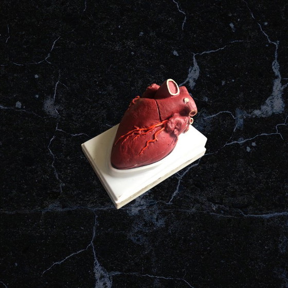 Image 1 of Trasicor retard vintage lifesize medical human heart specimen model anatomical physician's educational boxed 80s