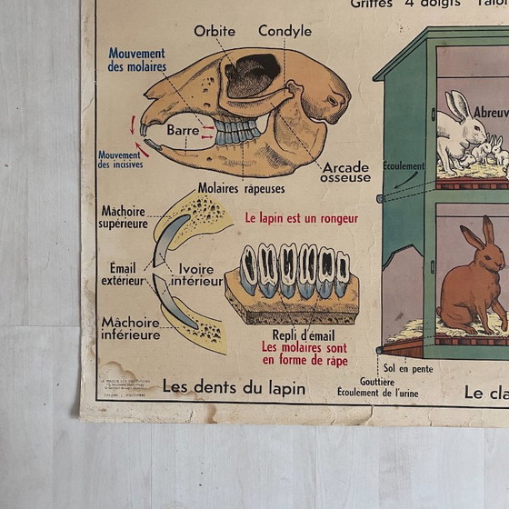 Manifesto scolastico d'epoca: Animali insettivori / Coniglio – Decorazioni murali, Paper (photo 10 of 10)