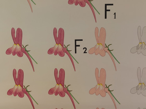 Image 1 of Vintage linen roll-up map, teaching aid for biology, cryptomeria, heredity