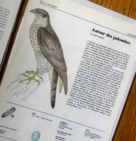 Image 1 of Illustrations rapaces vintage