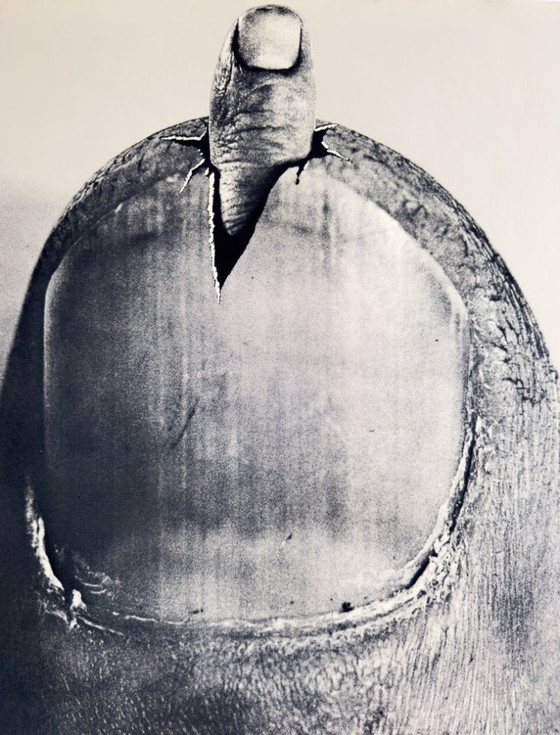 Image 1 of 🎭 Das Mündel will Vormund sein – 1971 – Original A1 Poster by F+R Grindler | Silkscreen | 84 × 59 cm | Germany