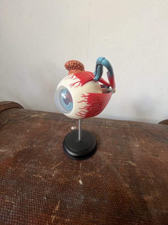 Image 1 of Modello anatomico OCCHIO oggetto vintage