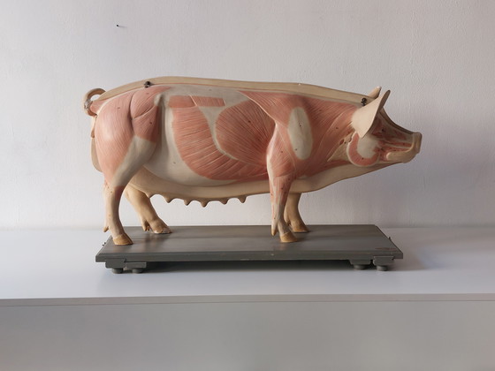 Image 1 of Modèle anatomique ancien de porc à visée pédagogique, Louis Meusel, Sonneberg
