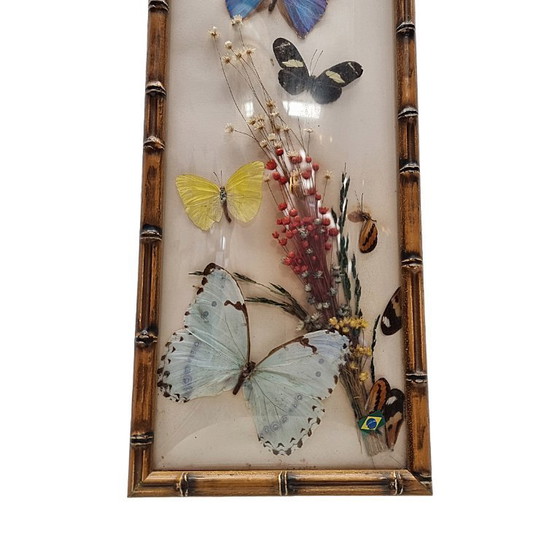 Image 1 of Vintage stuffed butterflies in frame