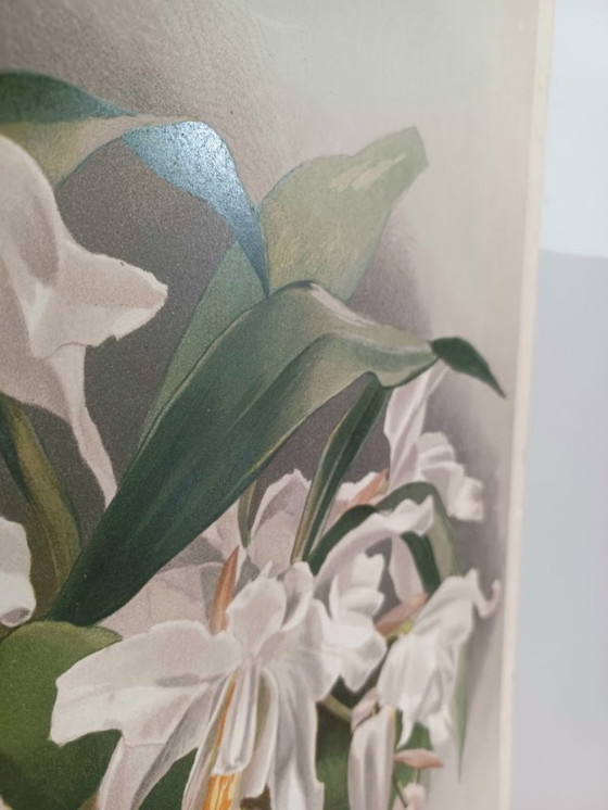 Image 1 of Cromolitografía original rara «Reichenbachia» (1888) – H.G. Moon