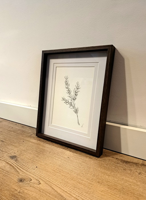 Illustration Juniper Branch Juniper | In dark brown frame