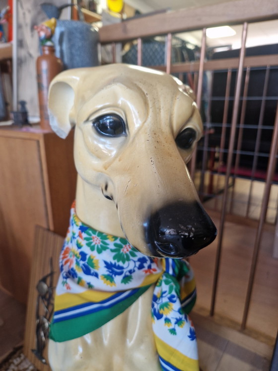 Image 1 of Bassano Greyhound