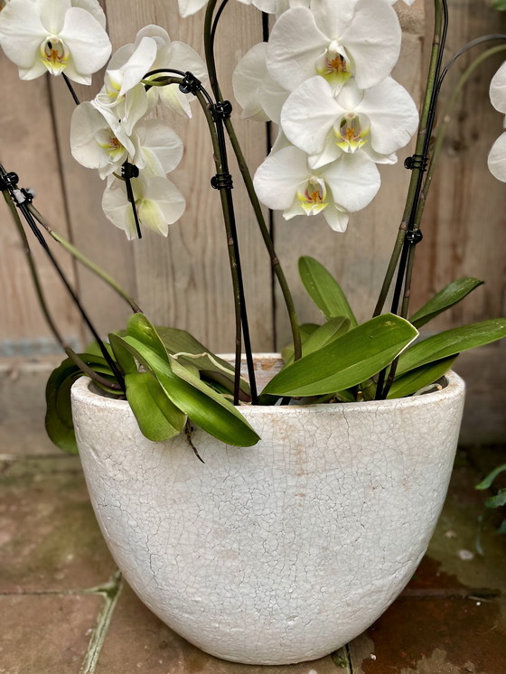 Image 1 of 2 neue Brynxz-Töpfe, cremefarben