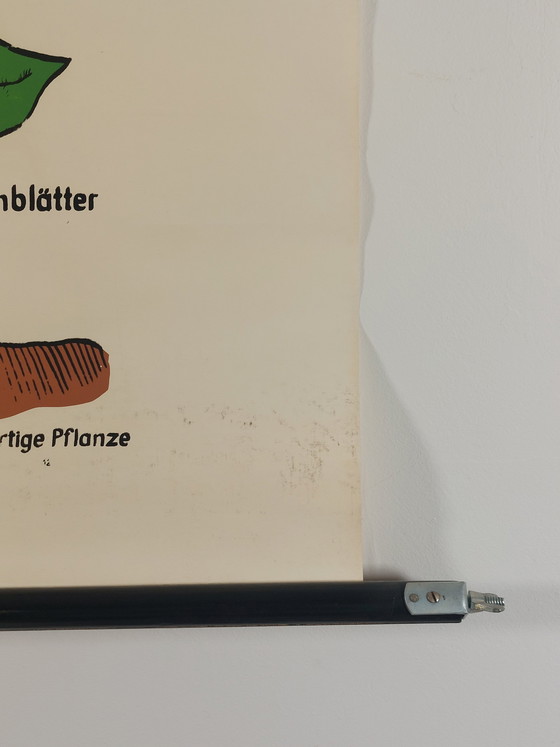 Image 1 of Vintage teaching aid roll-up chart biology bean plants