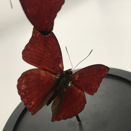 Image 1 of Cymotoe Sangaris - Aliante rosso sangue - Campana di vetro - Africa - 2020