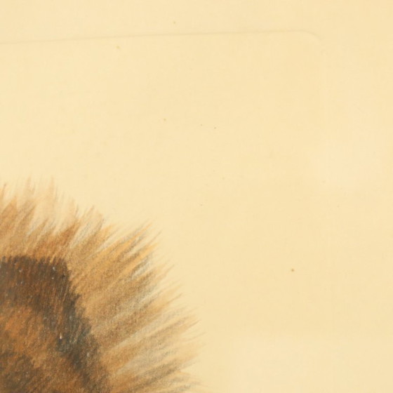 Image 1 of Vintage Kleuren Litho Hond Chow Chow