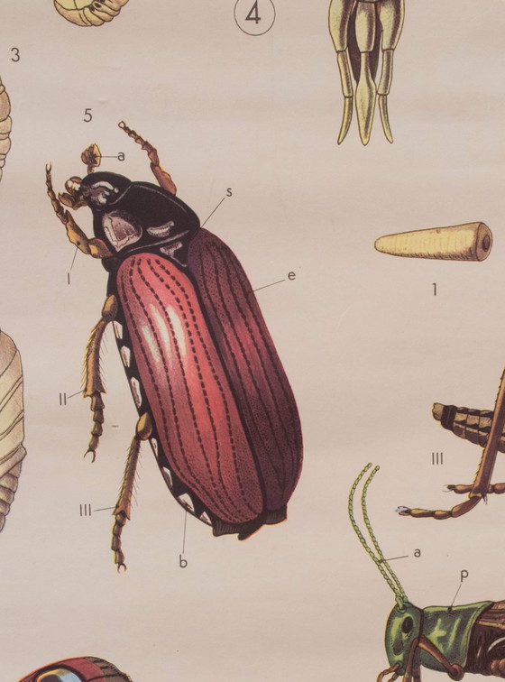 Image 1 of Educational print on insects, Paravia, 1968