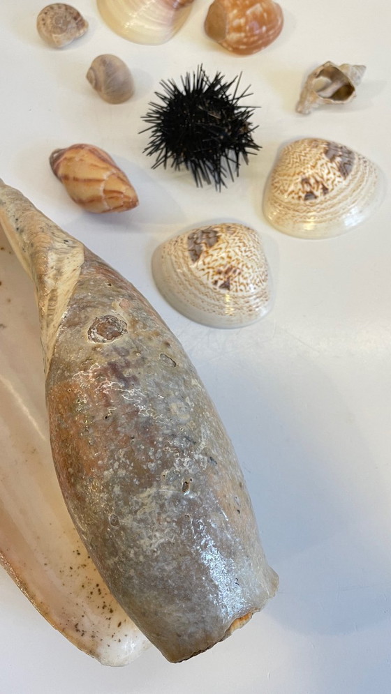 Image 1 of Seashell collection