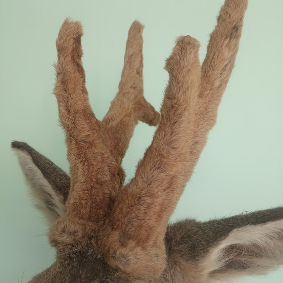 Taxidermie: Prachtige Opgezette Reebok (Zeseinder) In Zomervacht Met Velvet Gewei.60 cm hoogte! (photo 6 of 10)