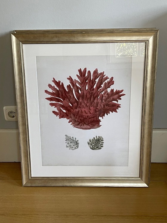 Image 1 of Estampes anciennes de corail rouge par Eichholtz