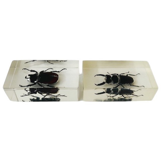 Image 1 of Vintage resin insect set rhinoceros beetle stag beetle paperweight resin 1980s