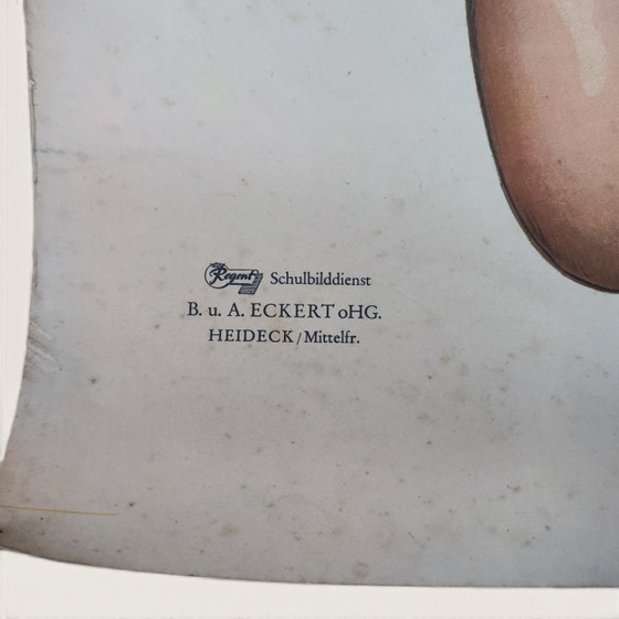 5 anatomische posters uit het midden van de 20e eeuw / Rudolf Tupy – Paper (photo 10 of 15)