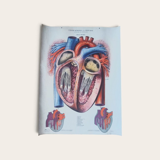 5 anatomische posters uit het midden van de 20e eeuw / Rudolf Tupy – Paper (photo 2 of 15)