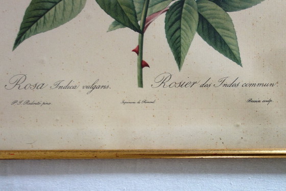 Image 1 of 4 oude botanische platen van rozen