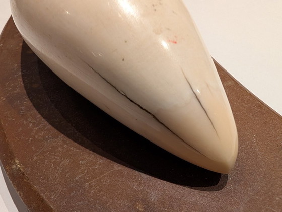 Image 1 of Dent de cachalot ancienne