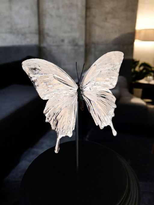 Genuine Papilio Butterfly Gilded in Silver Under Glass Dome Butterfly Artwork