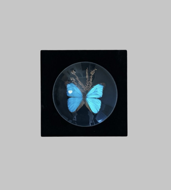 Cadre verre bombé papillon Morpho bleu ancien, Décorations murales, Velours (photo 8 sur 8)
