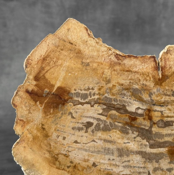 Image 1 of Madera fosilizada de Sooka, soporte hecho a medida (nuevo)