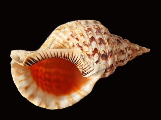 Image 1 of Grande corno di tritone - Conchiglia di tritone - Charonia tritonis - 33 cm