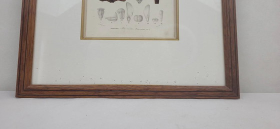 Incisione botanica su lastra Pino marittimo Fournier – Poster, Paper (photo 3 of 7)