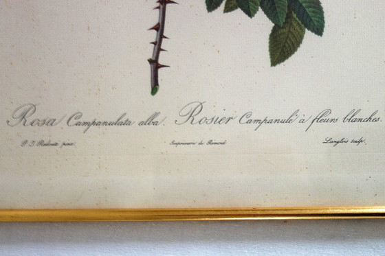 Image 1 of 4 oude botanische platen van rozen