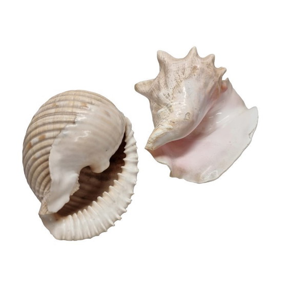 Image 1 of 2 large vintage shells