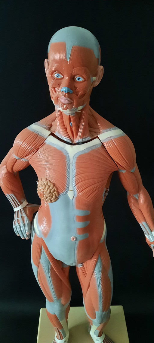 Vintage anatomical model Human Body
