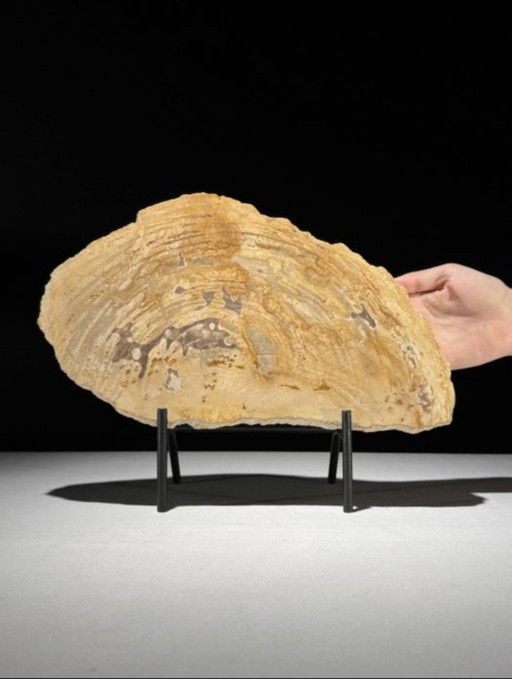 Madera fosilizada de Sooka, soporte hecho a medida (nuevo)