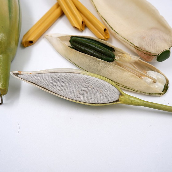 Image 1 of Botanisches Modell einer Weizenblüte aus Osterloh, Deutschland, 1940er/50er Jahre