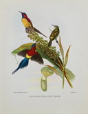 Vintage Birds And Flowers - Book Lithographs - Set Of 6 - No. 3