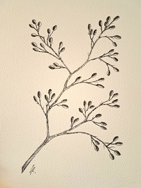 Image 1 of Illustration of a botanical meadow flower | Botanical arts