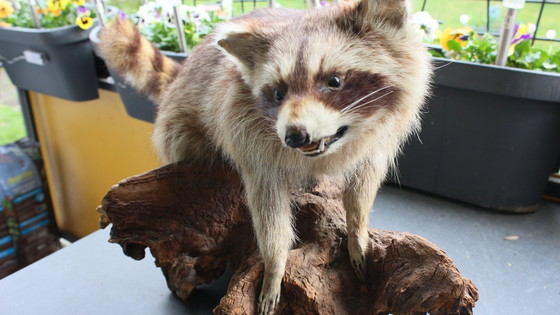 Image 1 of Raccoon taxidermy from an estate, mounted on a large, heavy root, open snout with real teeth