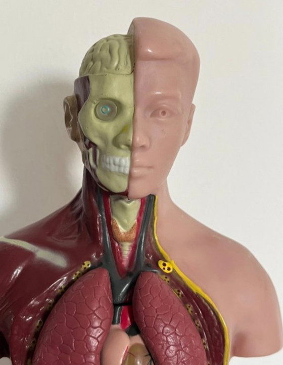 Image 1 of Education/demonstration model 1980s