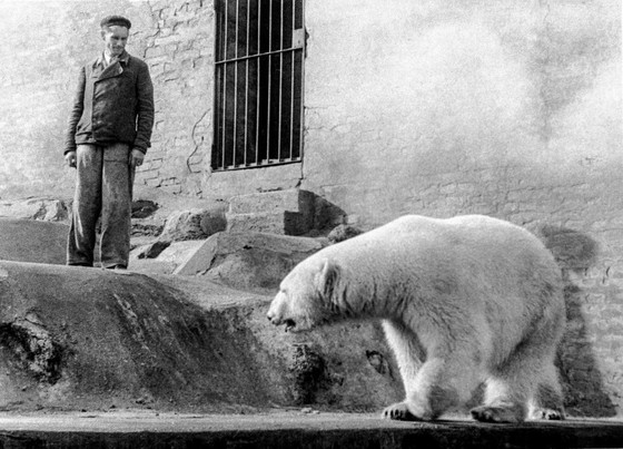 Image 1 of Bol Art Déco en forme d'ours polaire de Ditmar Urbach, sculpture en céramique tchécoslovaque des années 1930