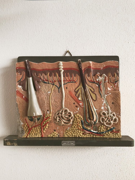 Anatomical Panel, Italy, 1950s – Wall decoration (photo 6 of 6)