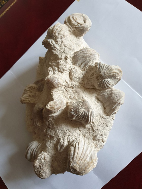 Image 1 of Bed of Upper Cretaceous bivalve fossils