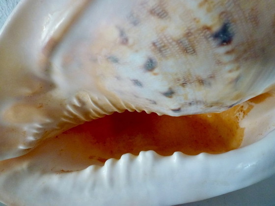 Image 1 of Cassis Cornuta (conchiglia di timone) grande, 22 cm.