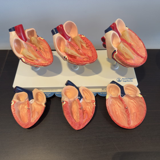 Image 1 of Modello animale di cuore in tre parti - Boehringer Ingelheim Vetmedin