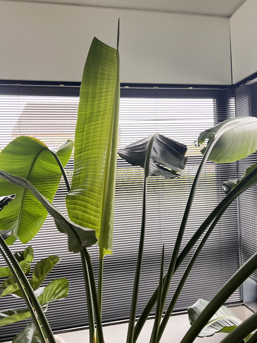 Double Strelitzia Nicolaï >220cm