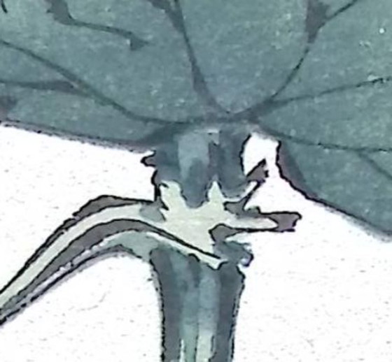 Keika Hasegawa "One Hundred Chrysanthemums" – Paintings & Drawings, Paper (photo 12 of 14)