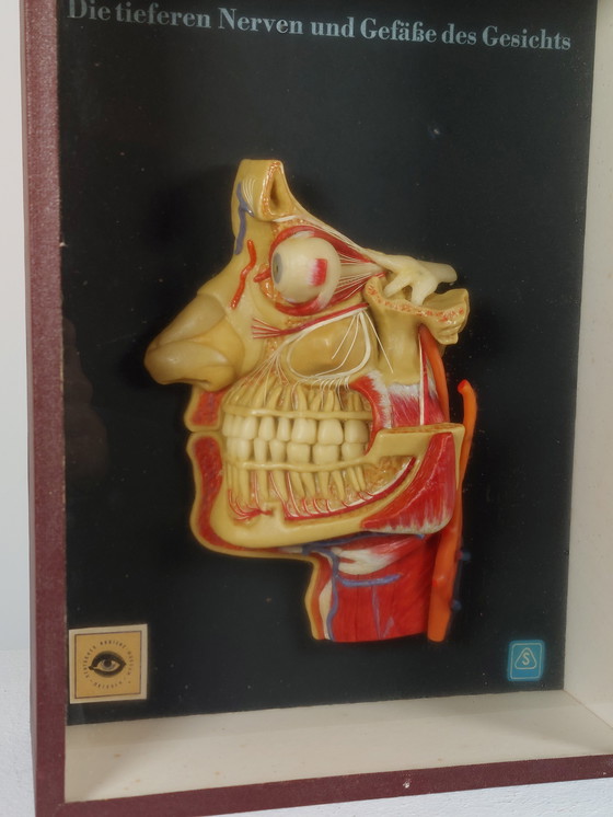 Image 1 of Medical wax model, Hygiene Museum Dresden, teaching model, display case, facial nerves