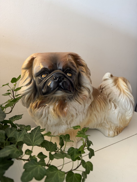 Image 1 of Großes Bild eines Pekinesenhundes